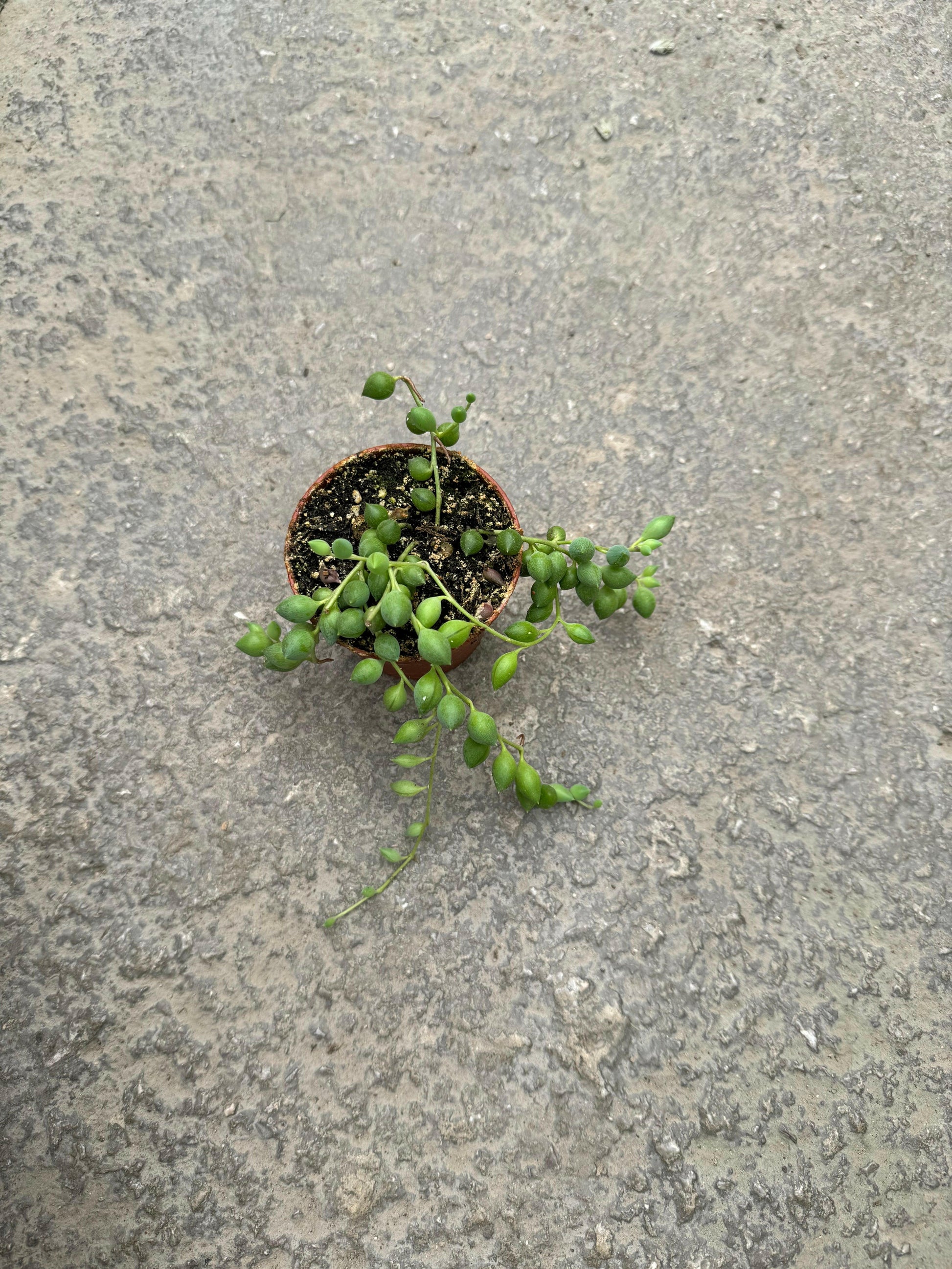 Senecio Rowleyanus