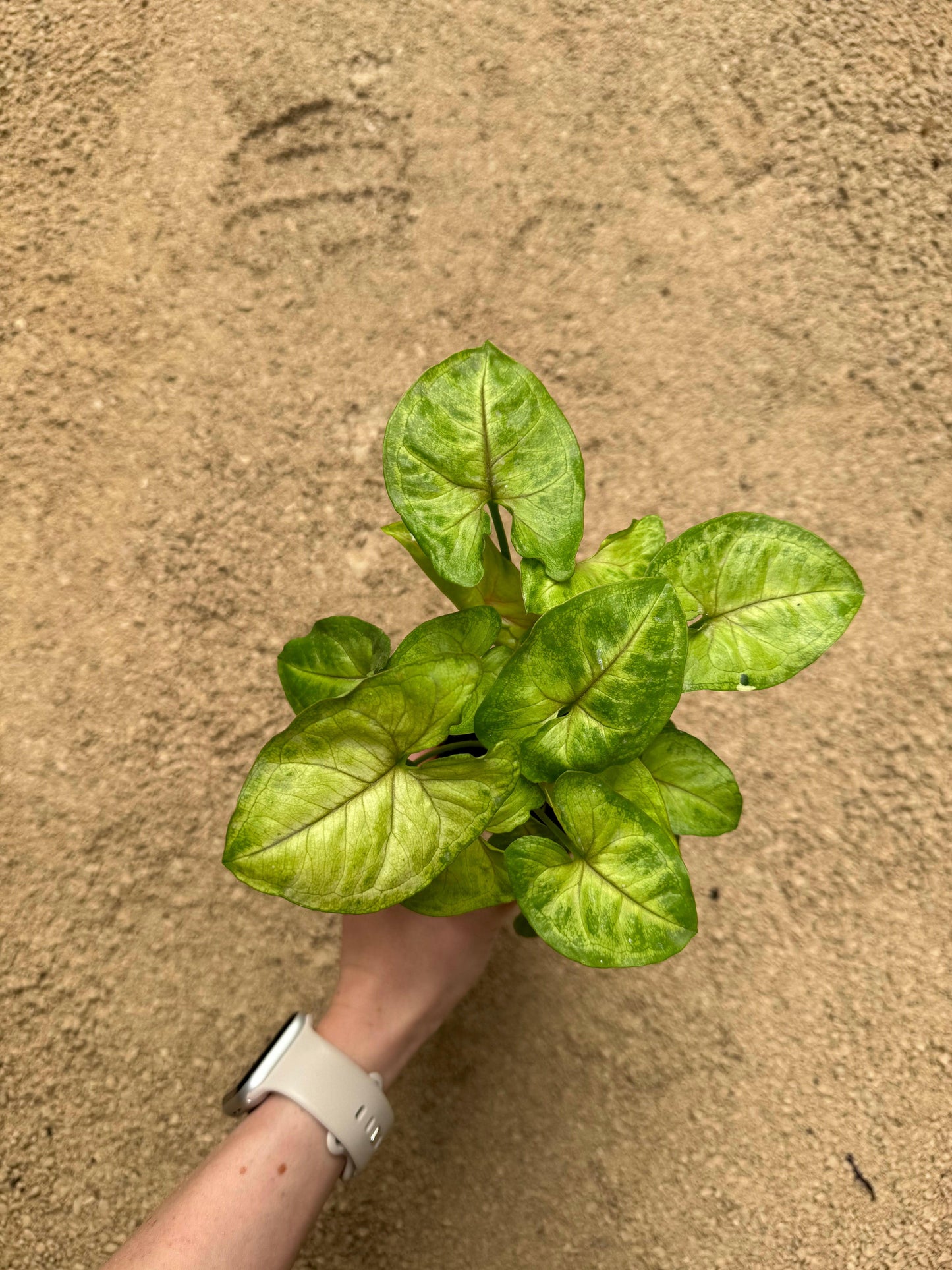 Syngonium Podophyllum “Gold Allusion”