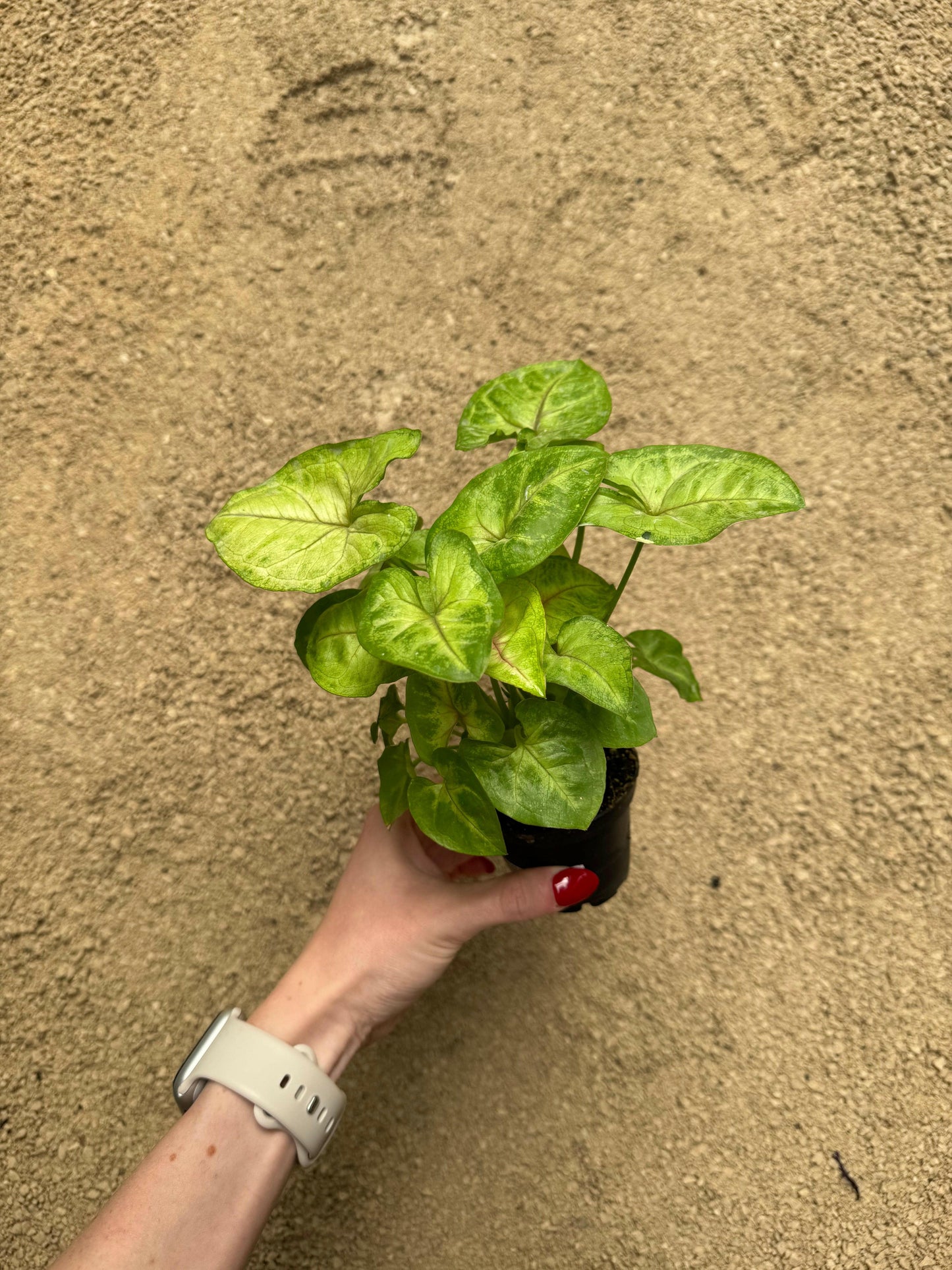 Syngonium Podophyllum “Gold Allusion”