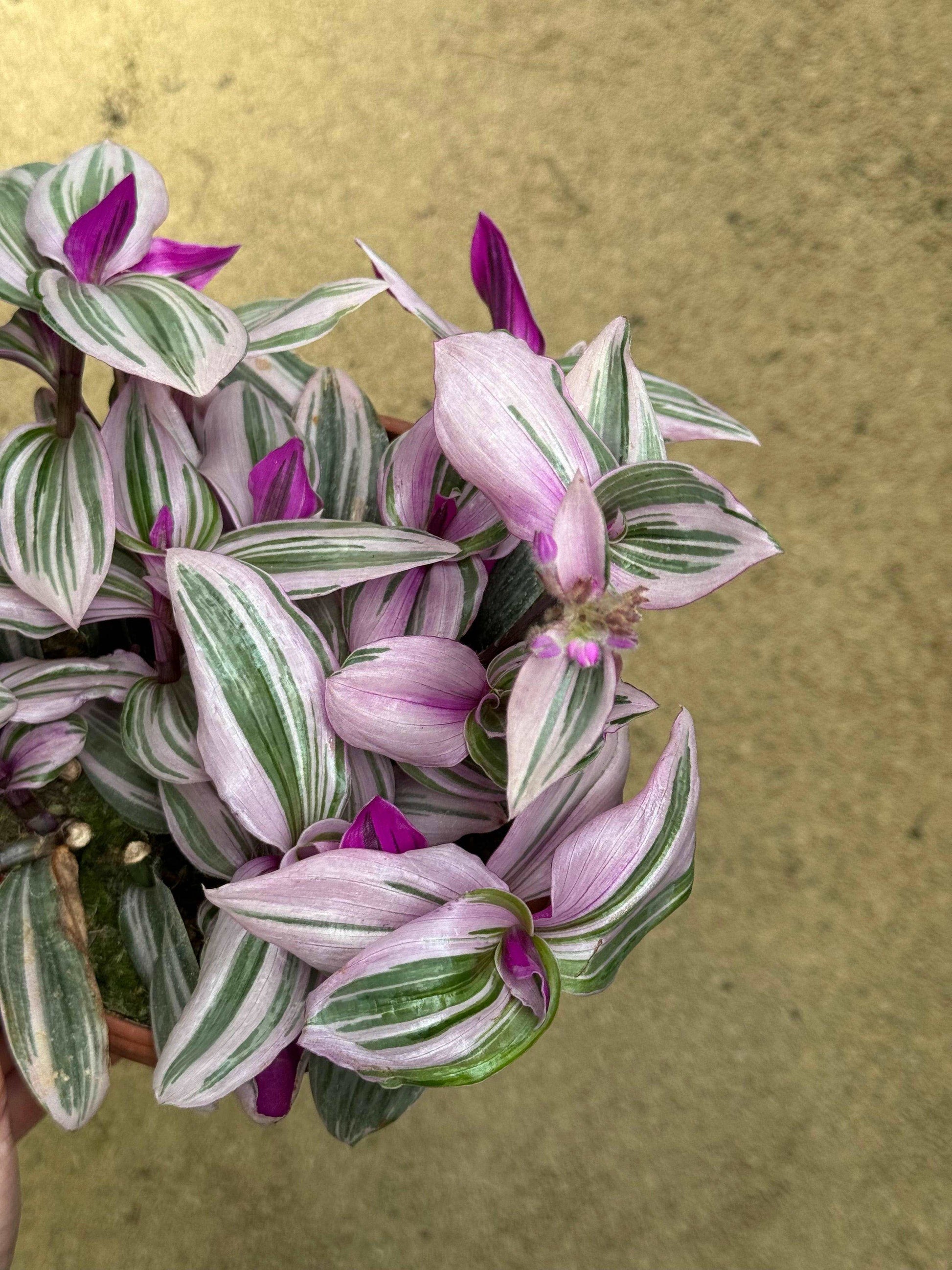 Tradescantia Albiflora “Nanouk”