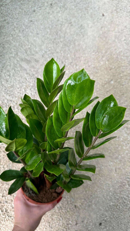 Zamioculcas Zamiifolia