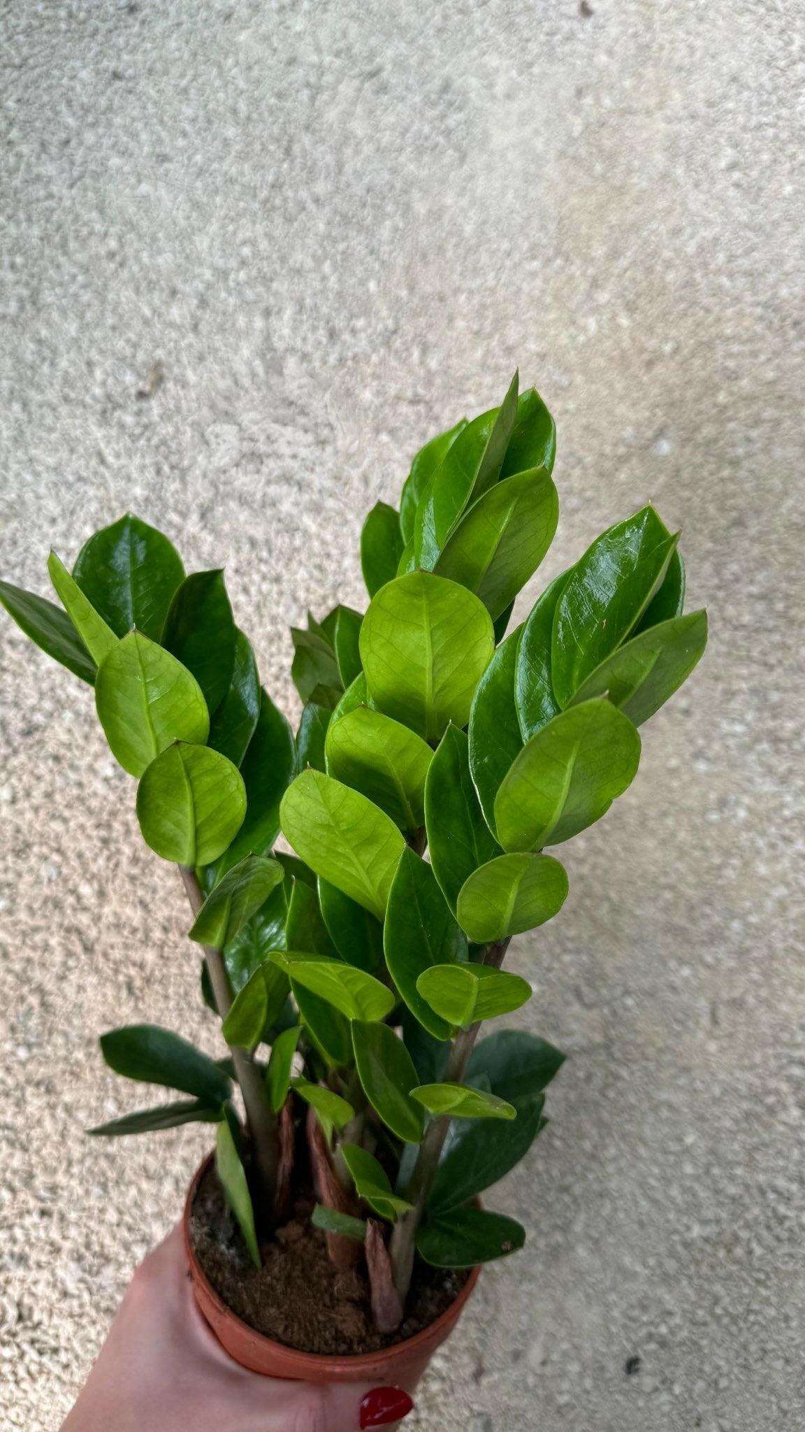 Zamioculcas Zamiifolia