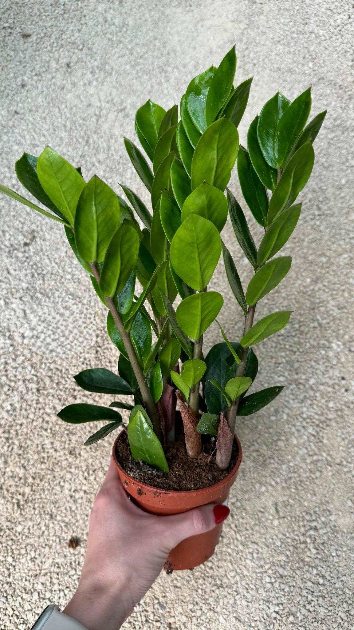 Zamioculcas Zamiifolia